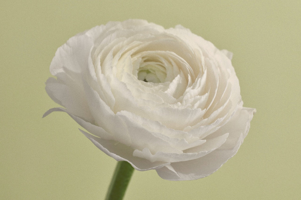 White ranunculus flower against a pale green background